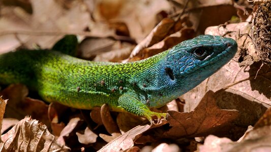 Reptile nature fauna