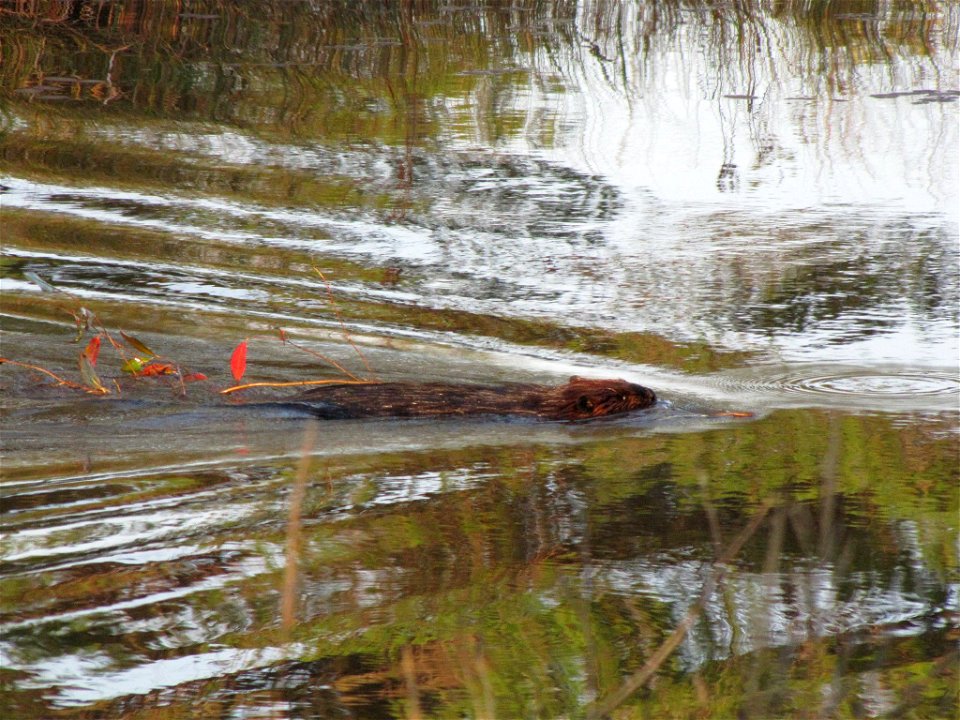 A beaver busy at work carrying a branch. Photo by USFWS.