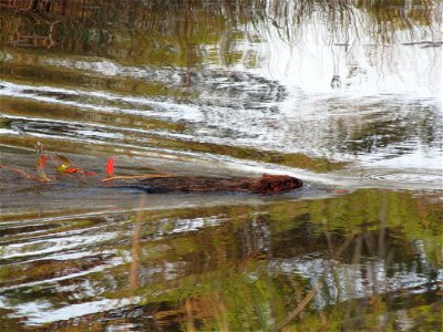 A beaver busy at work carrying a branch. Photo by USFWS.