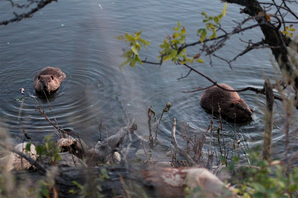 The beaver (genus Castor) is a primarily nocturnal, large, semi-aquatic rodent. 
Here, two beavers enjoy the beautiful Fall weather on Des Lacs Lake.

Photo Credit:  Kirsten Brennan/USFWS