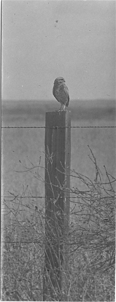 Ground owl on fence post; Turlock