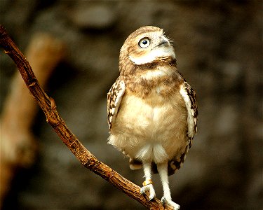 Juvenile Athene cunicularia in Blijdorp Zoo, Netherlands