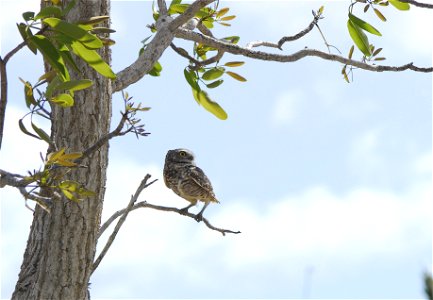 burring Owls (1), NPS Photo photo