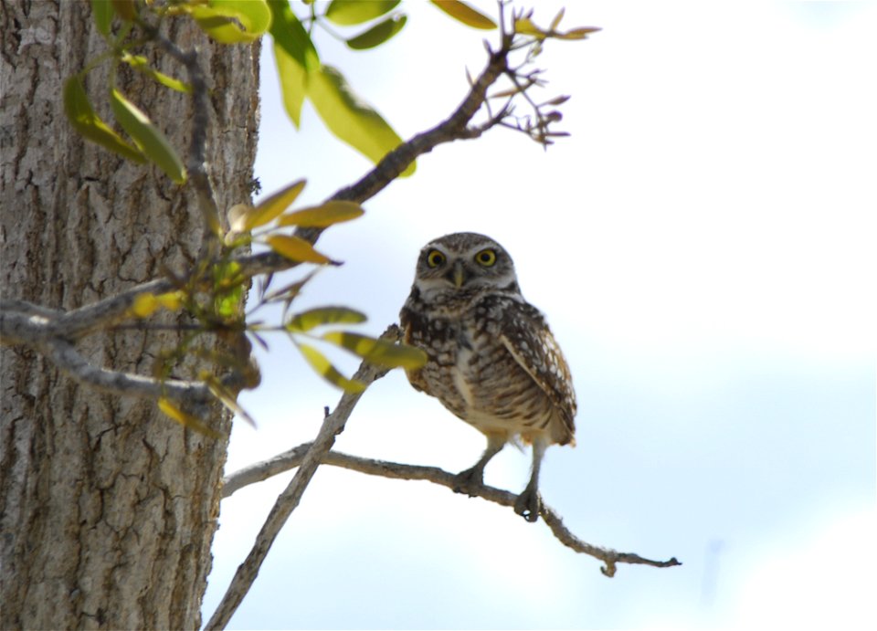 burring Owls (2), NPS Photo