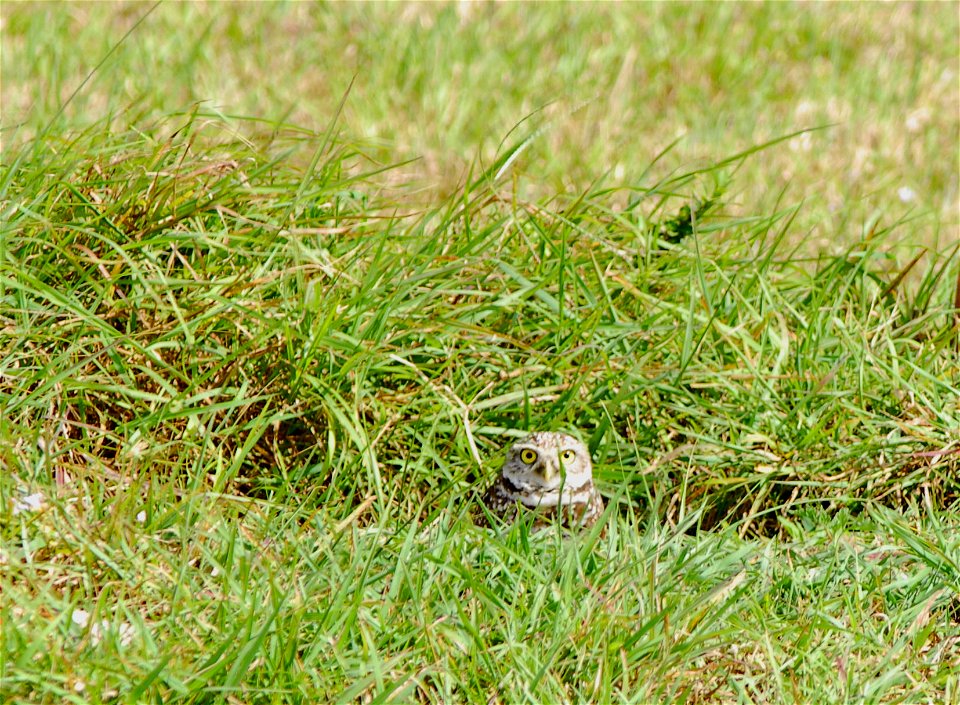 burring Owls (4), NPS Photo