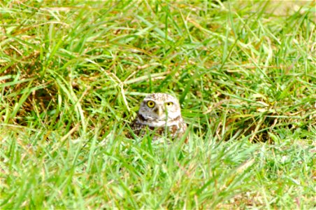 burring Owls (5), NPS Photo photo