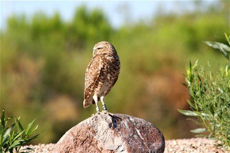 I took this myself. Location: possibly Canada, where black colour bands are in use on Burrowing Owls ([1])