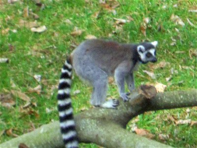 A Ring-Tailed Lemur photo