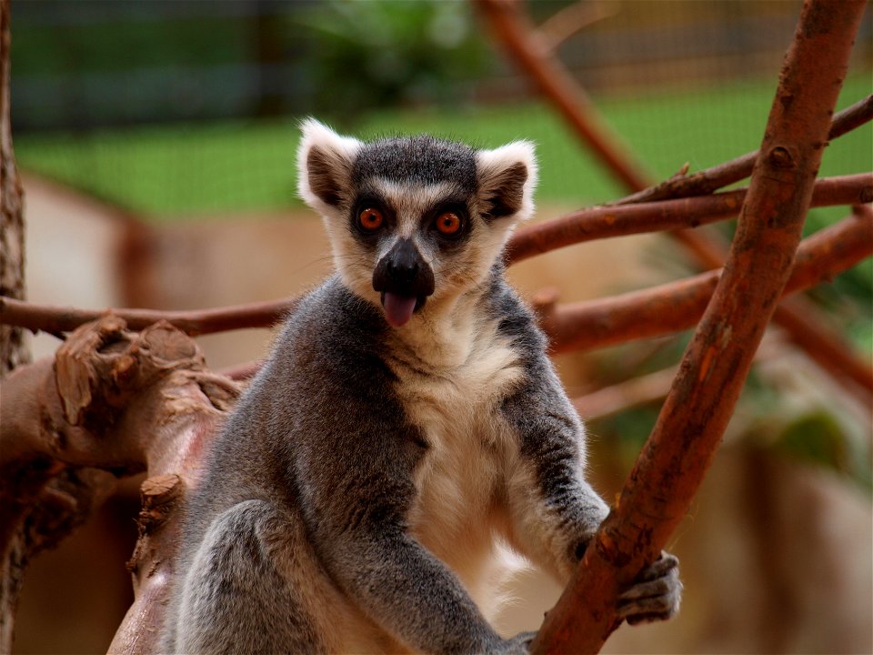 A lemur is caught while licking its lips.