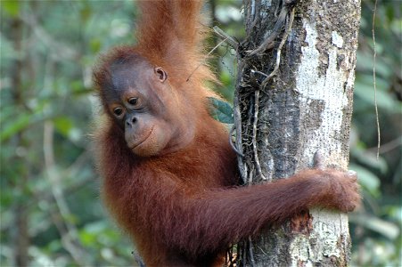 Bornean Orangutan (Pongo_pygmaeus)