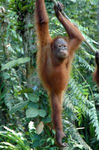Bornean Orangutan (Pongo_pygmaeus)