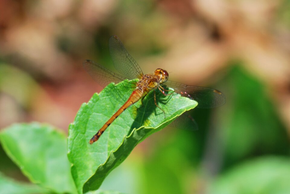 Nature wings green