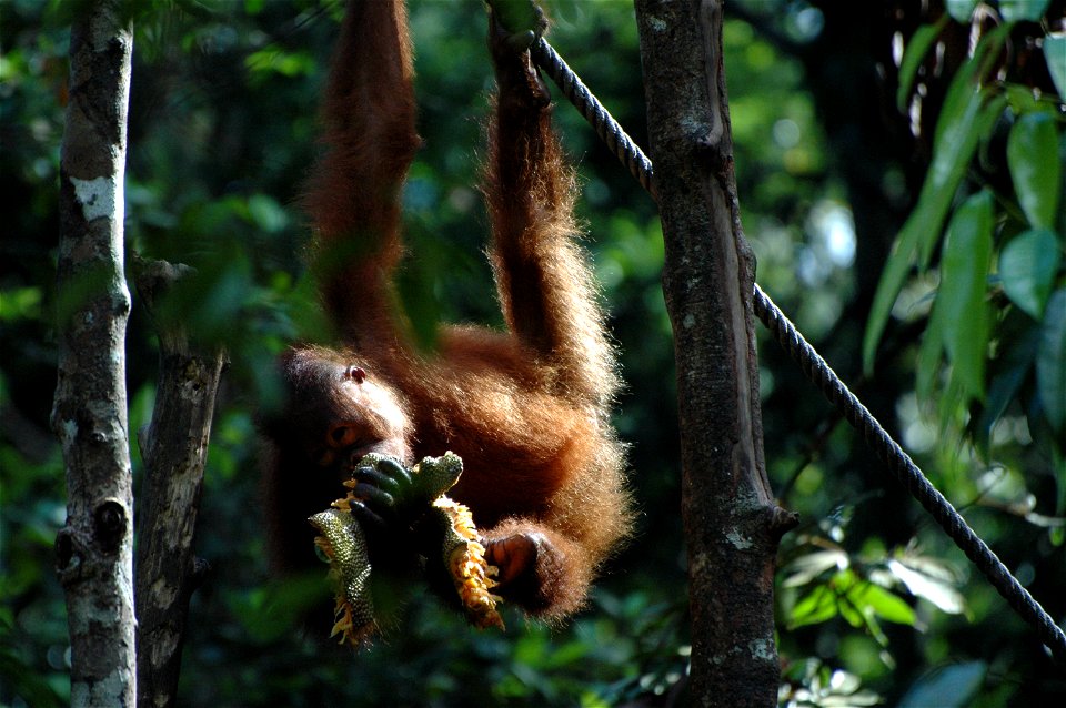Bornean Orangutan (Pongo_pygmaeus)