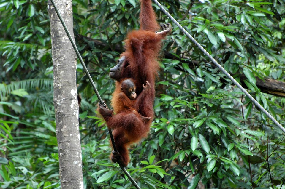 Bornean Orangutan (Pongo_pygmaeus)