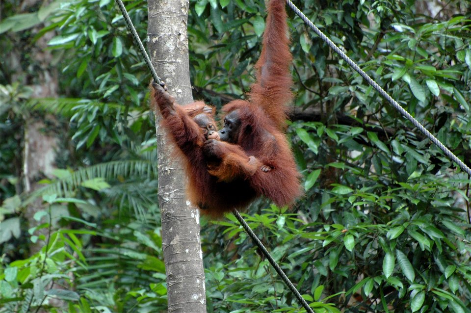 Bornean Orangutan (Pongo_pygmaeus)