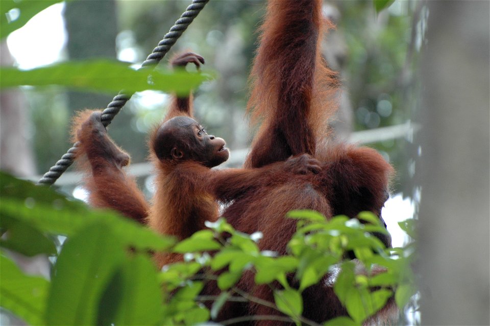 Bornean Orangutan (Pongo_pygmaeus)