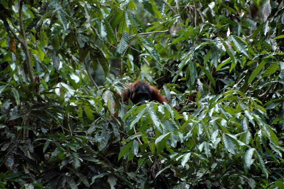 Bornean Orangutan (Pongo_pygmaeus)