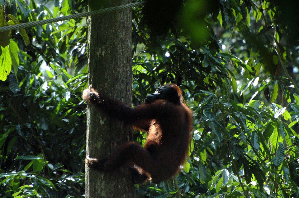 Bornean Orangutan (Pongo_pygmaeus)