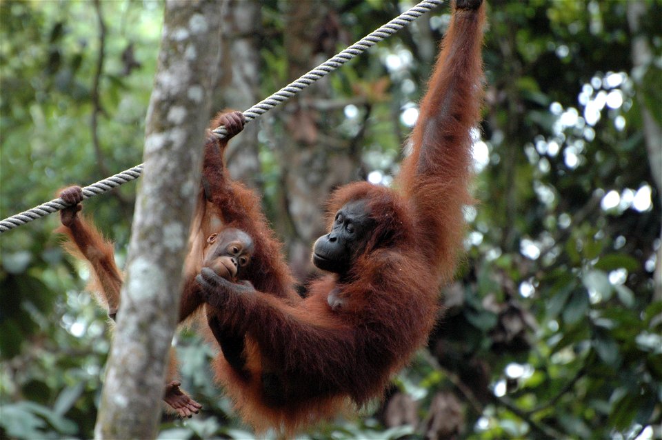 Bornean Orangutan (Pongo_pygmaeus)