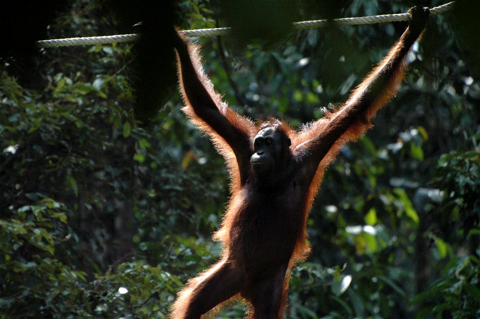 Bornean Orangutan (Pongo_pygmaeus)