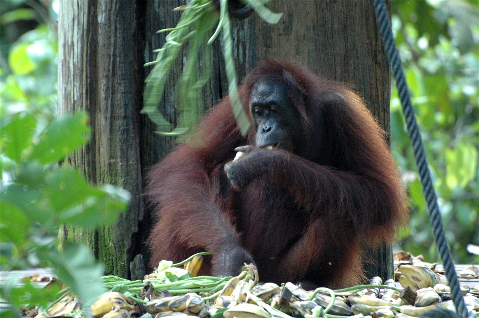 Bornean Orangutan (Pongo_pygmaeus)
