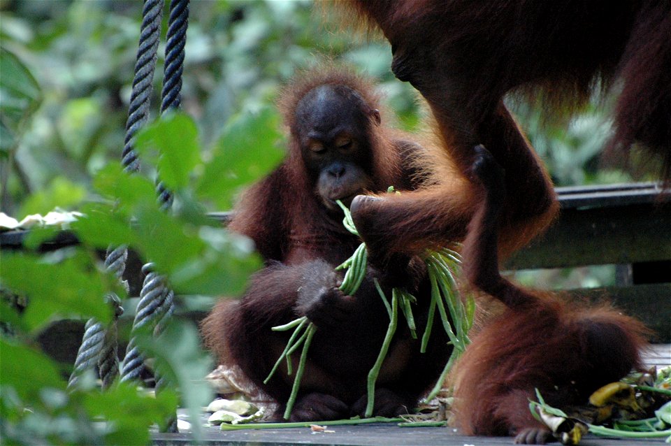 Bornean Orangutan (Pongo_pygmaeus)