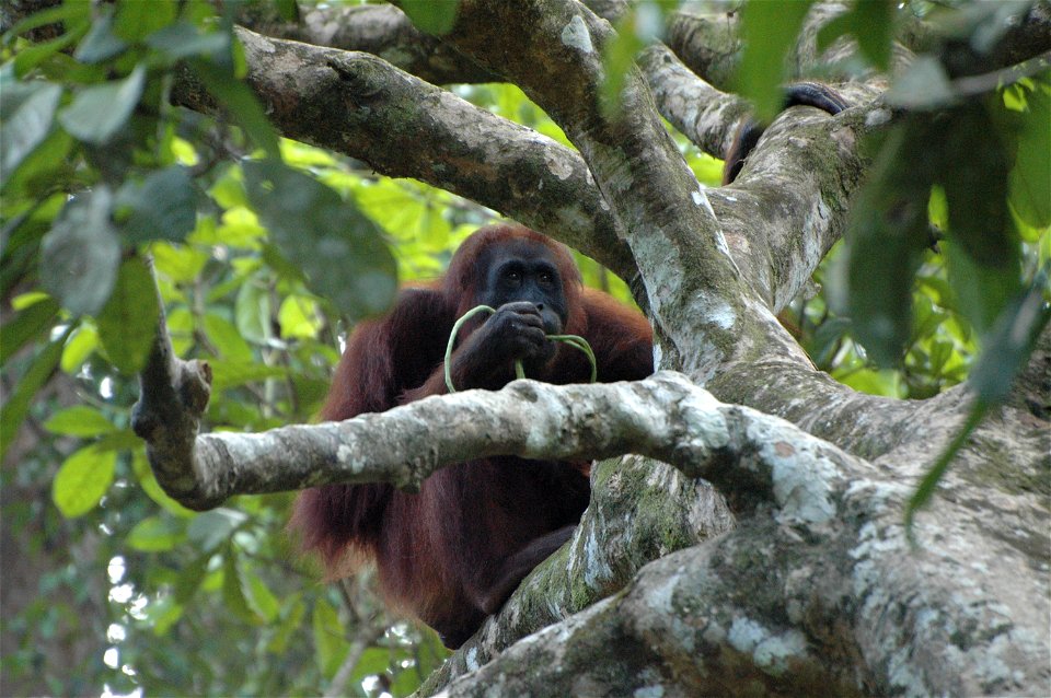 Bornean Orangutan (Pongo_pygmaeus)