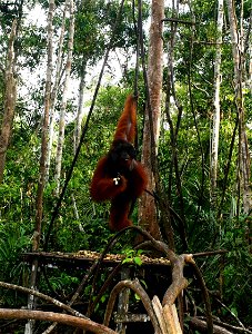 Orangutan jantan dewasa di Tanjung Puting, Kalimantan. photo