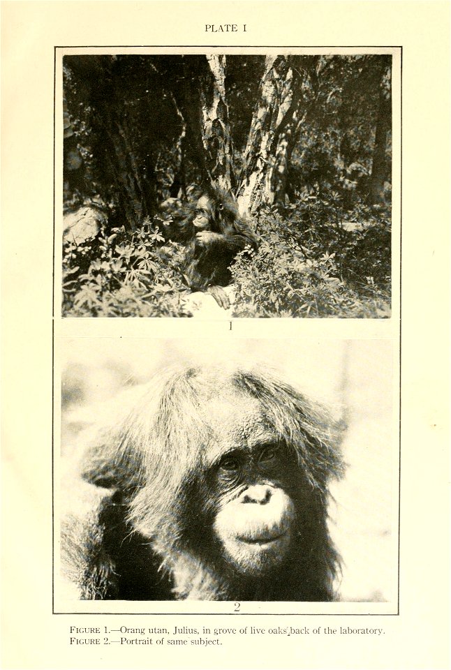 Behavior monographs.