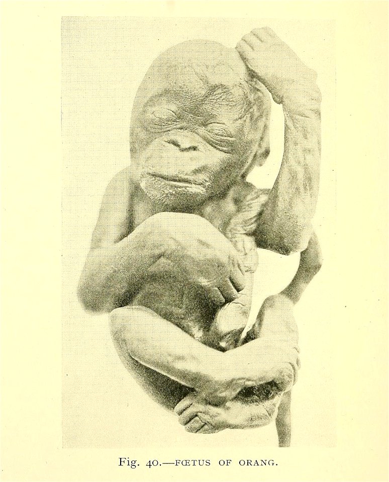 "Foetus of orang" (Bornean)