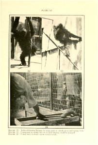 Behavior monographs.