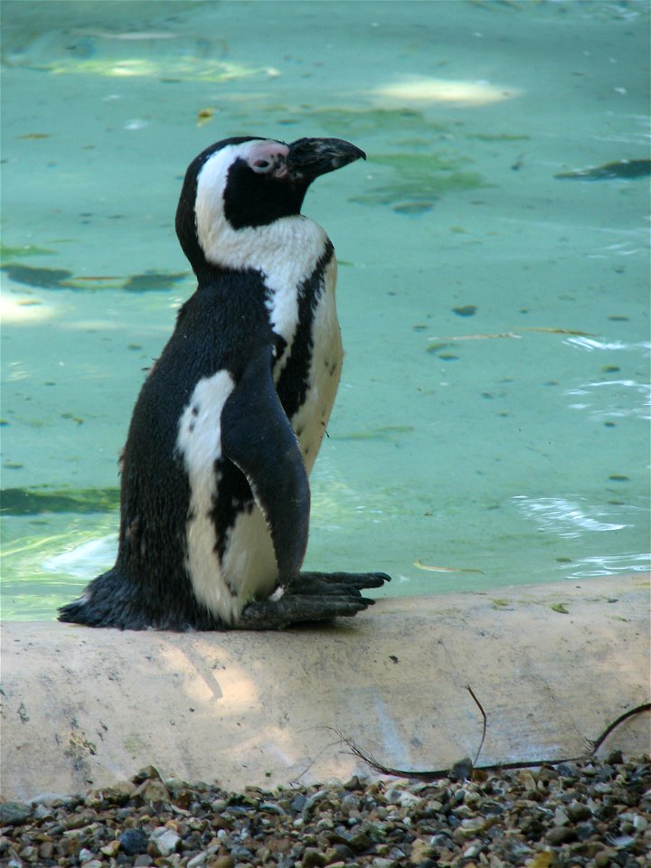 Jackass Penguin Spheniscus demersus standing at the side of the water.