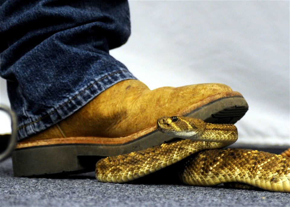ALTUS, Okla. – Stan Kendall, Mangum Rattlesnake Association director, secures a Western Diamondback Rattlesnake under his boot at the Committee of 100 dinner, Mar. 11. The event was held to welcome ne