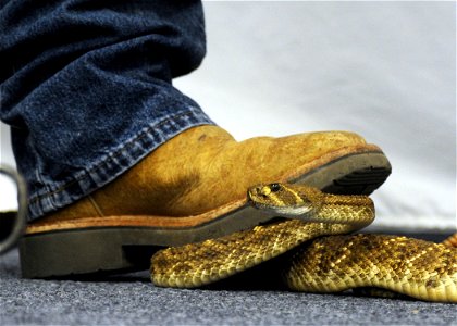ALTUS, Okla. – Stan Kendall, Mangum Rattlesnake Association director, secures a Western Diamondback Rattlesnake under his boot at the Committee of 100 dinner, Mar. 11. The event was held to welcome ne