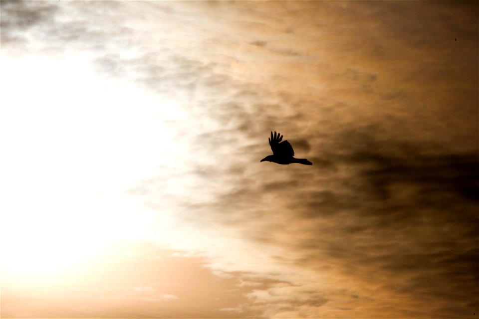 Hooded Crow (Corvus corone) at sunrise.