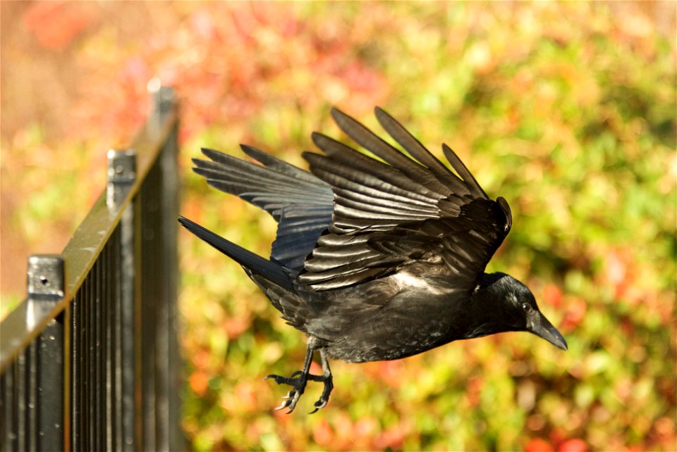 A Carrion Crow just after take-off from a fence. Taken at the Royal Botanical Gardens in Edinburgh, Scotland