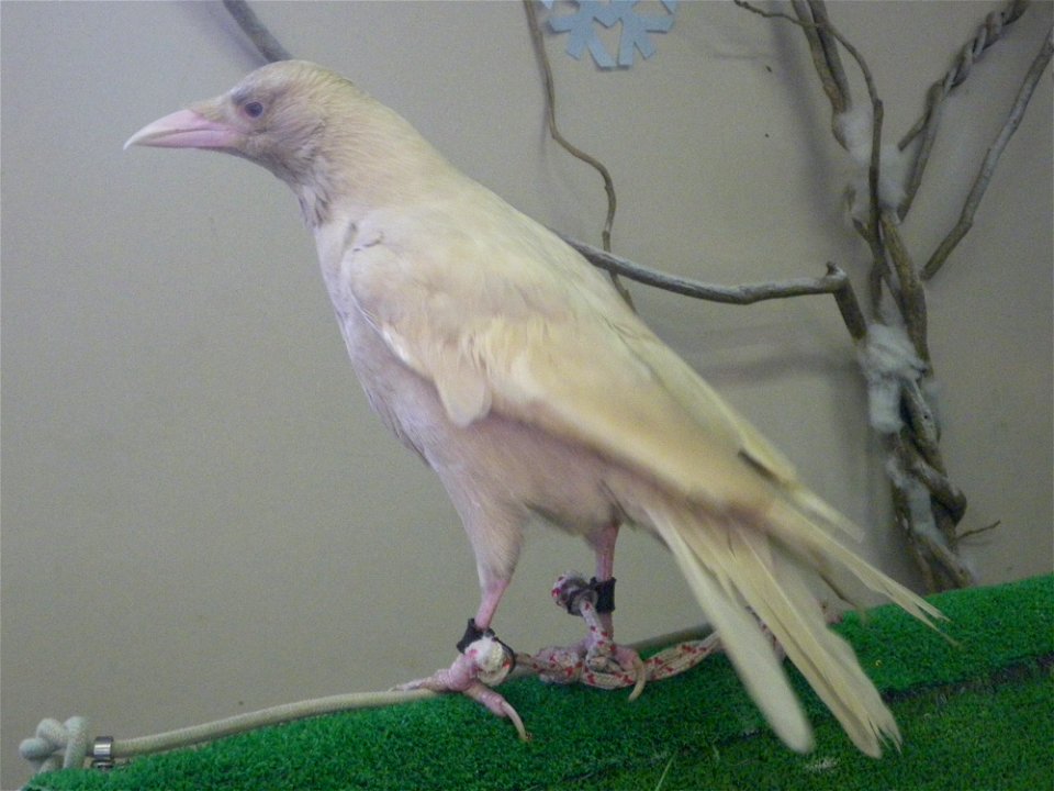 Albino Carrion crow.