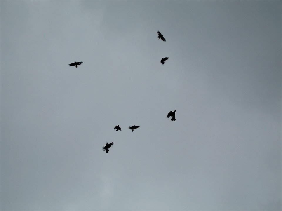 eigenes Werk, Krähen am Himmel