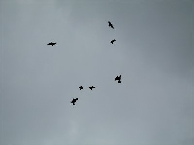 eigenes Werk, Krähen am Himmel