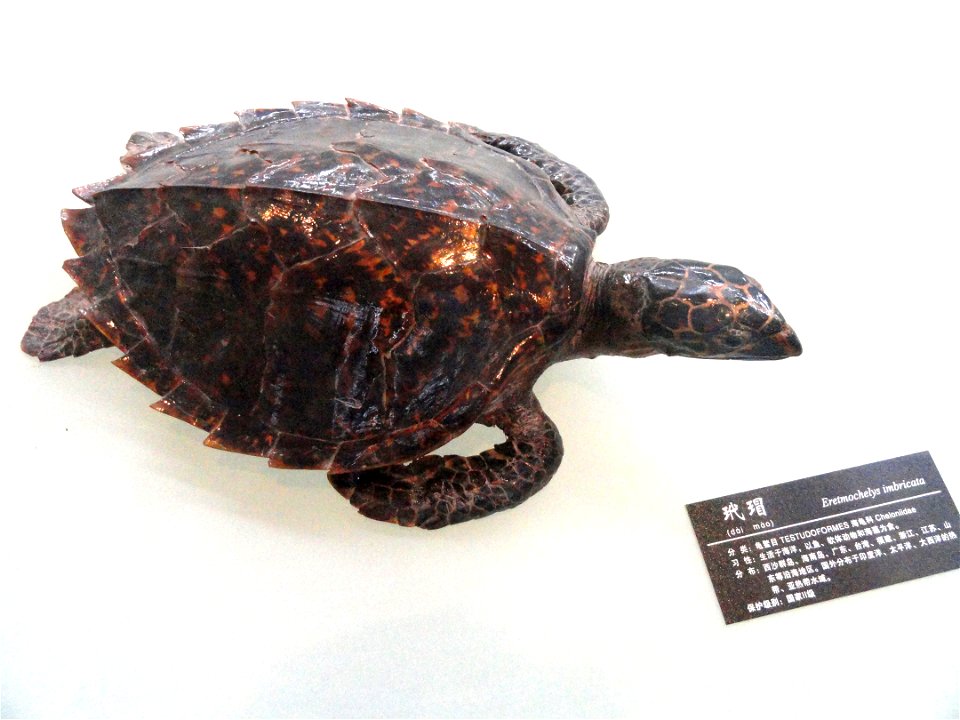 Exhibit in the Kunming Natural History Museum of Zoology (昆明动物博物馆), Kunming, Yunnan, China.