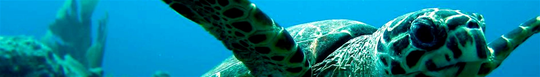 Hawskbill Turtle. Hawskbill Turtle photographed during a dive off Ginger Island, British Virgin Islands