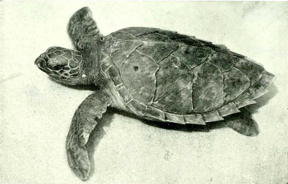 Eretmochelys imbricata
