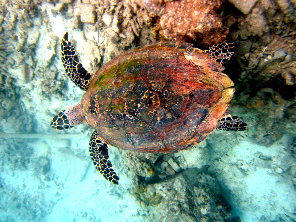 Eretmochelys imbricata or penyu sisik in Indonesian language is one of the salt water reptile. It's become endangered species because over hunting for its egg or the mature one..