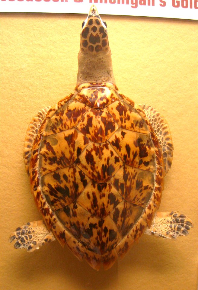 Eretmochelys imbricata. Exhibit Museum of Natural History, University of Michigan, 1109 Geddes Avenue, Ann Arbor, Michigan, USA.