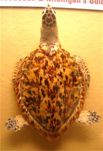 Eretmochelys imbricata. Exhibit Museum of Natural History, University of Michigan, 1109 Geddes Avenue, Ann Arbor, Michigan, USA.