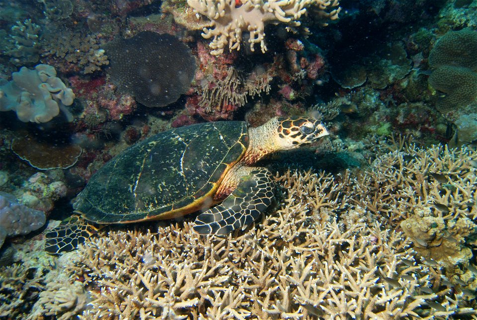 Hawksbill turtle (Eretmochelys imbricata).
