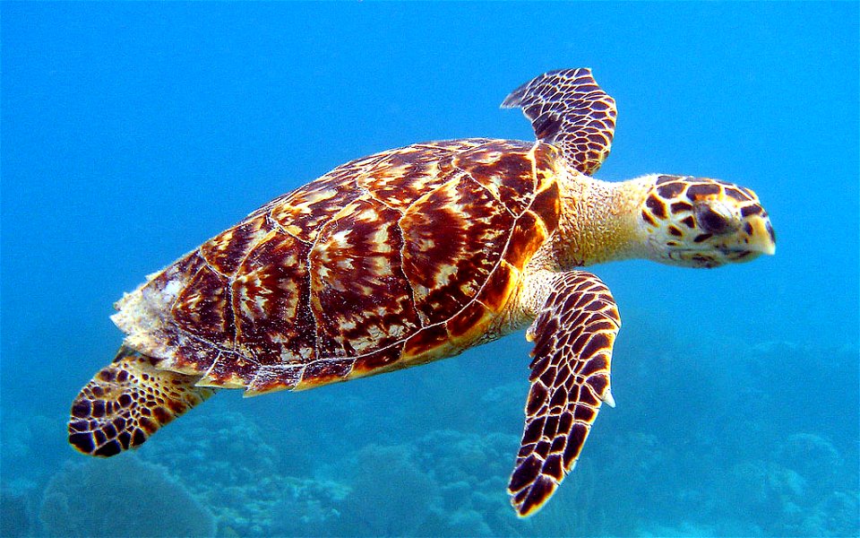 Hawksbill sea turtle