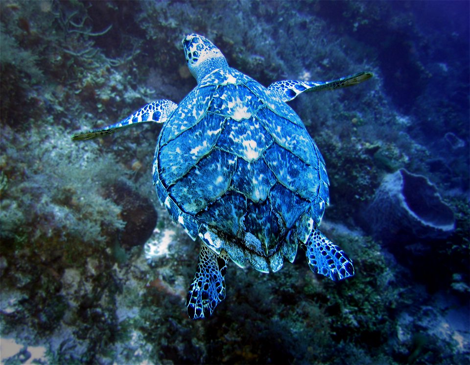 Hawksbill turtle at 45 meters depth, Maracaibo Reef, Cozumel 2004.