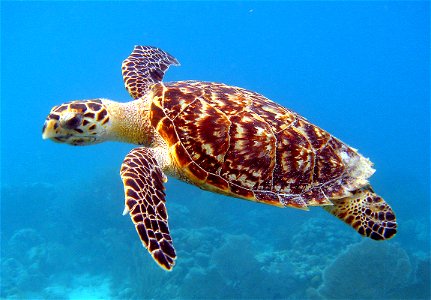 Scientific name: Eritmochelys imbricata. Spanish: Carey de Concha. Status: Endangered. Listed on June 2, 1970 Photo by Caroline S. Rogers, available through NOAA More information about Hawksbill photo