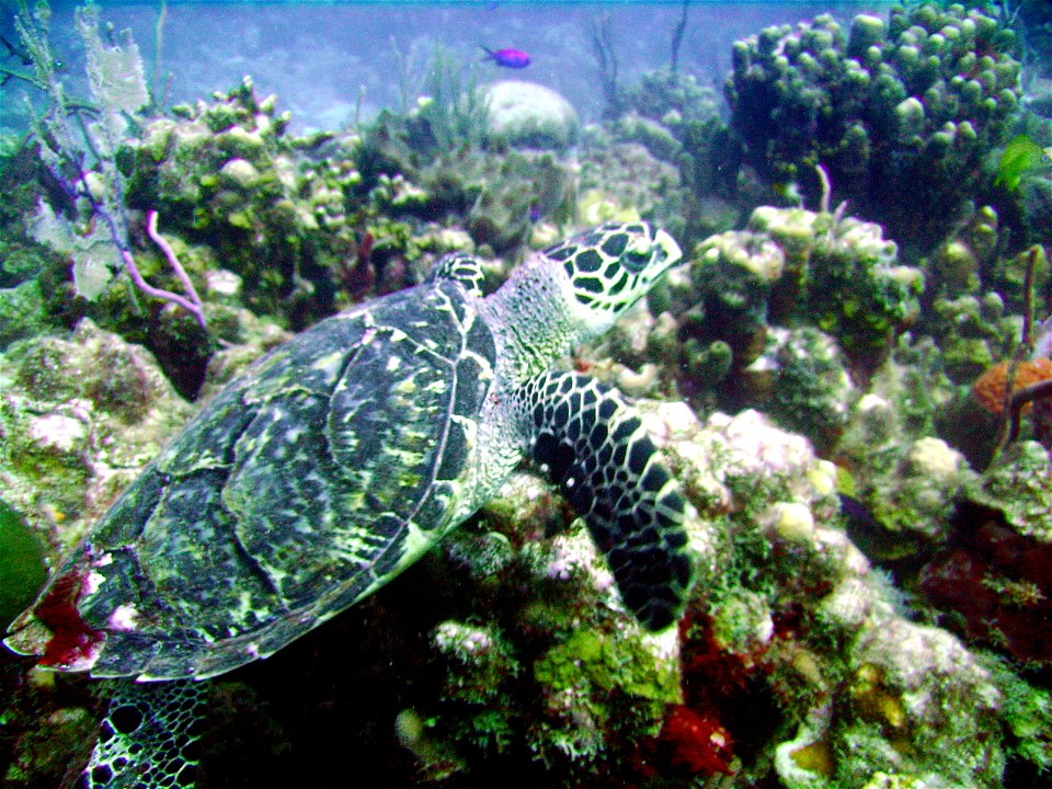 A Hawksbill Sea turtle foraging for food in the coral reefs of the British Virgin Islands